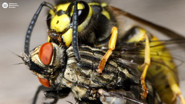 Ausstellung_Insekten_Hubert Handmann.png