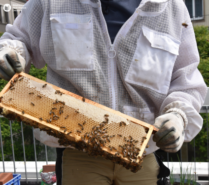 Mann mit Bienenwaben